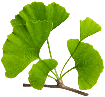 Gingko biloba